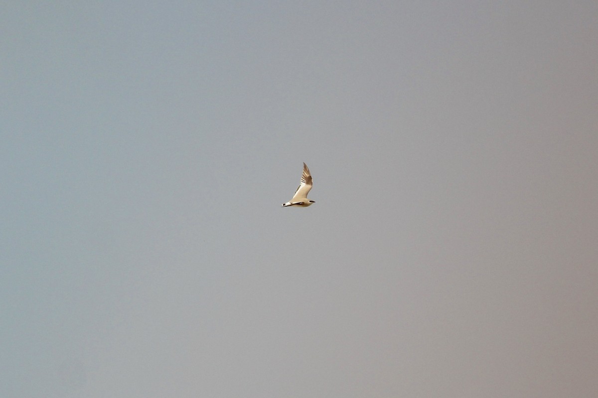 Small Pratincole - ML161040561