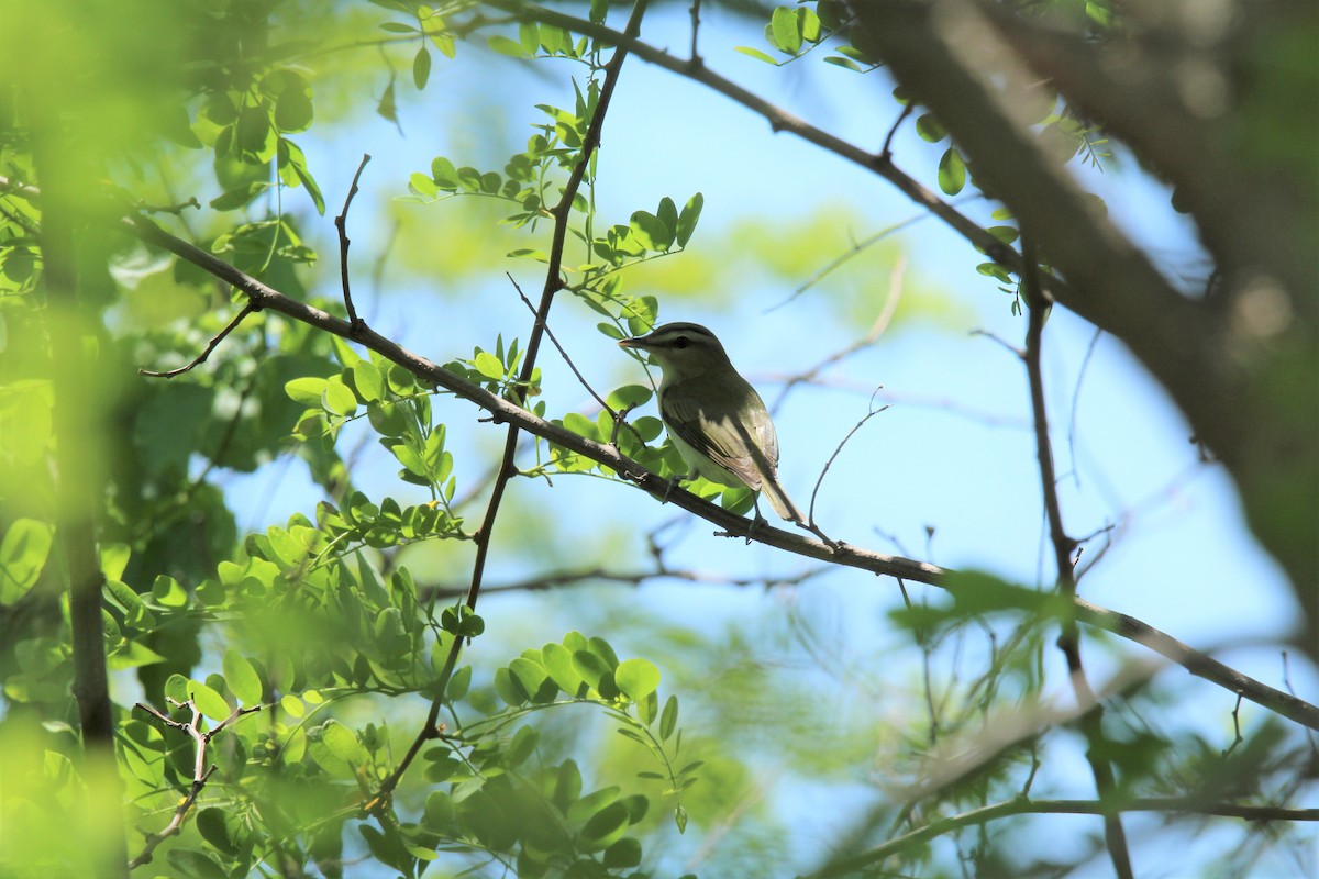 Red-eyed Vireo - ML161042661