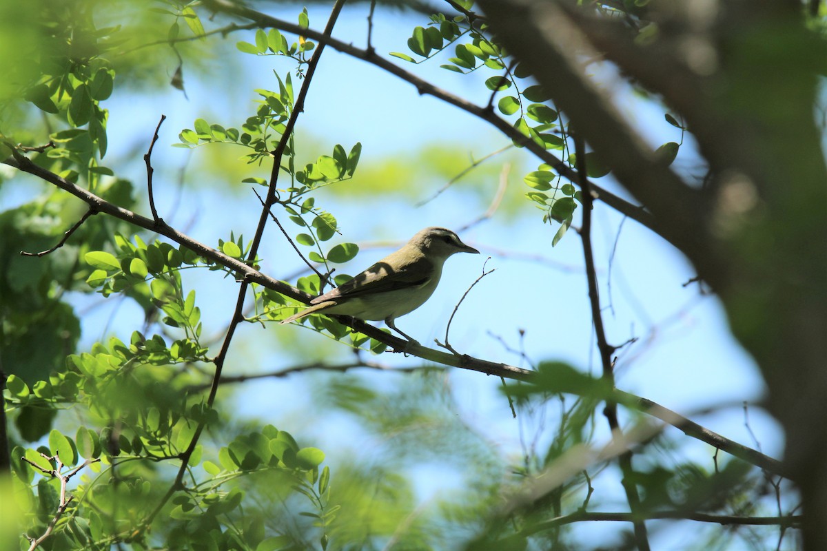 Vireo Ojirrojo - ML161042821