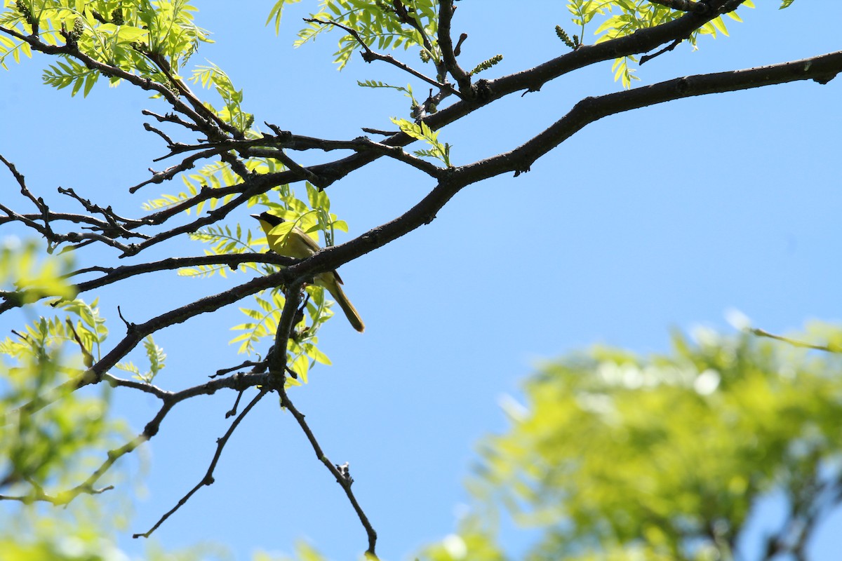 Common Yellowthroat - ML161043161