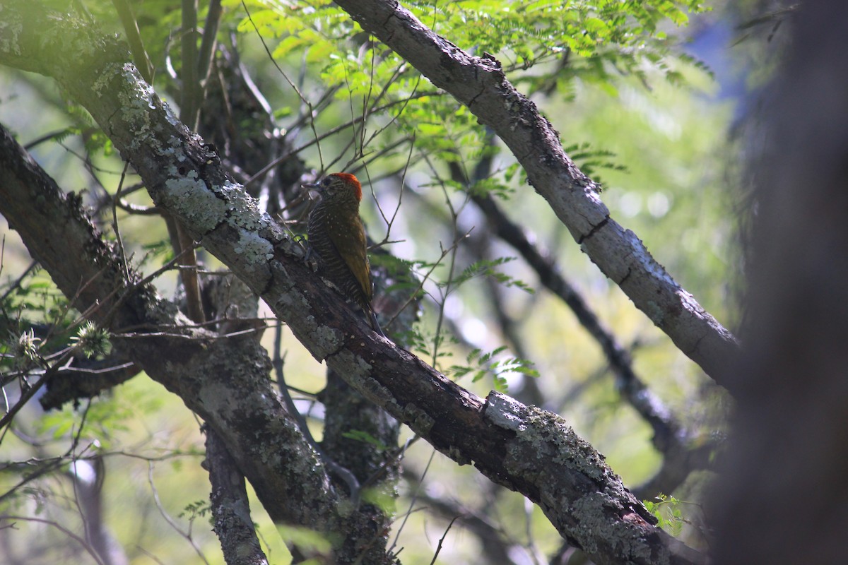 Dot-fronted Woodpecker - ML161043191