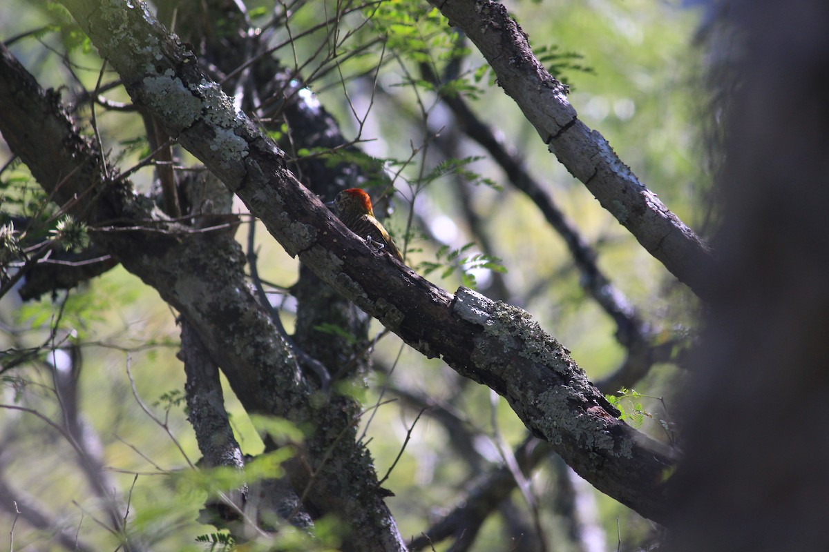 Dot-fronted Woodpecker - ML161043201