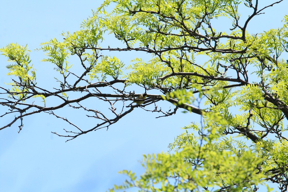 Common Yellowthroat - ML161043501