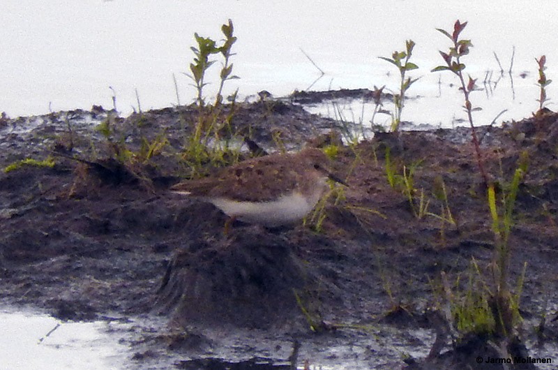 Temminck's Stint - ML161045301