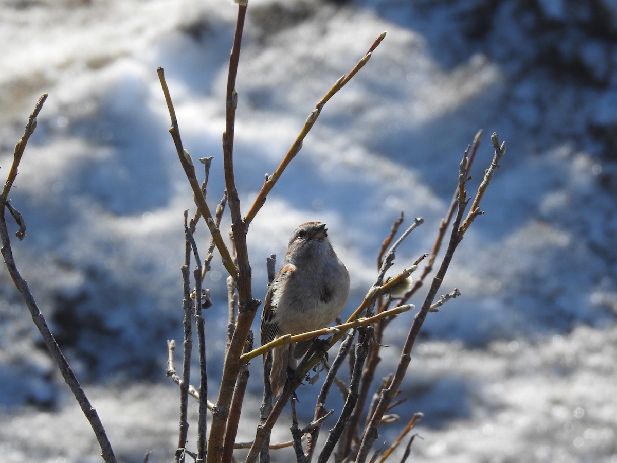 American Tree Sparrow - ML161046141