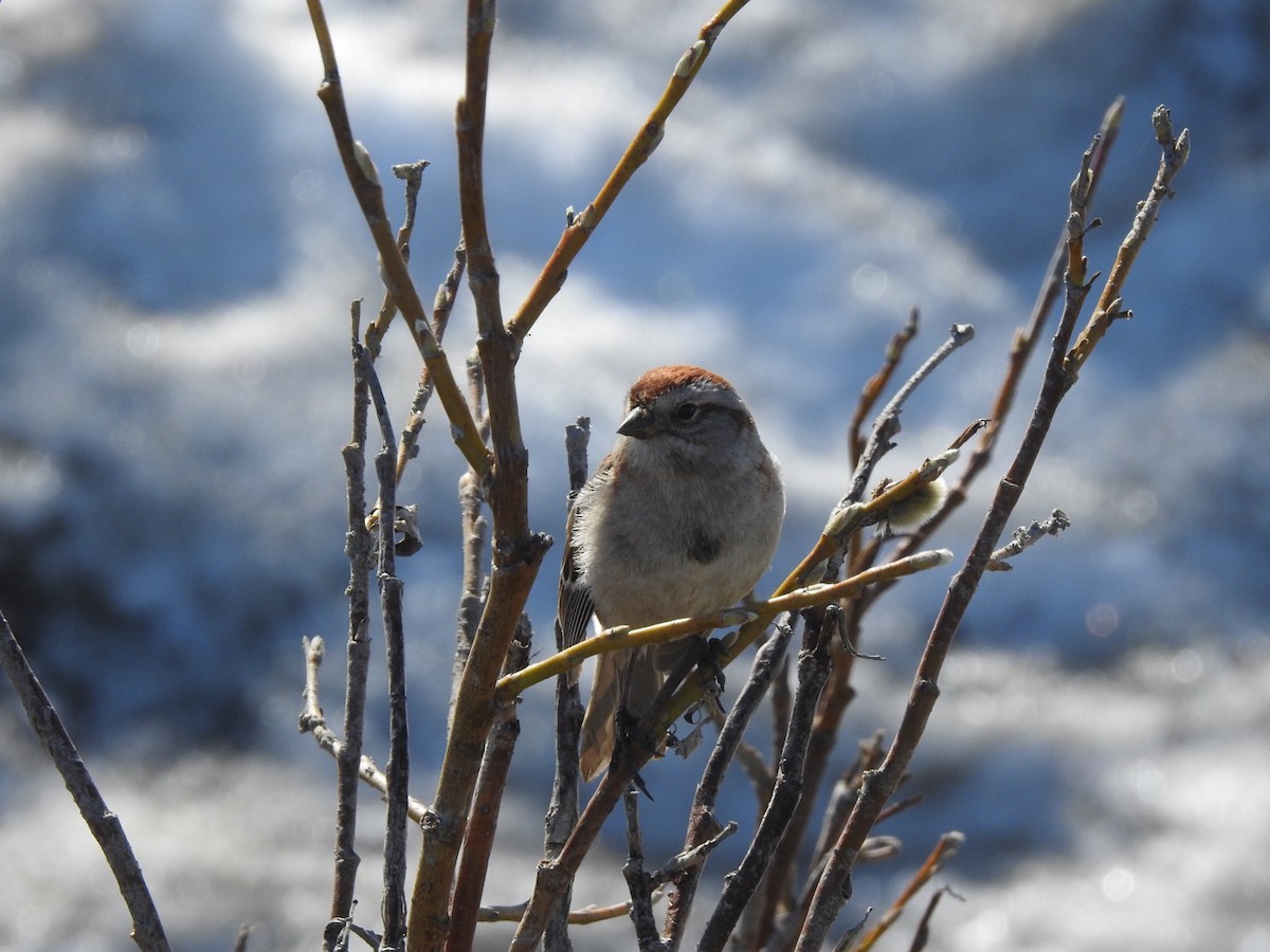 American Tree Sparrow - ML161046151