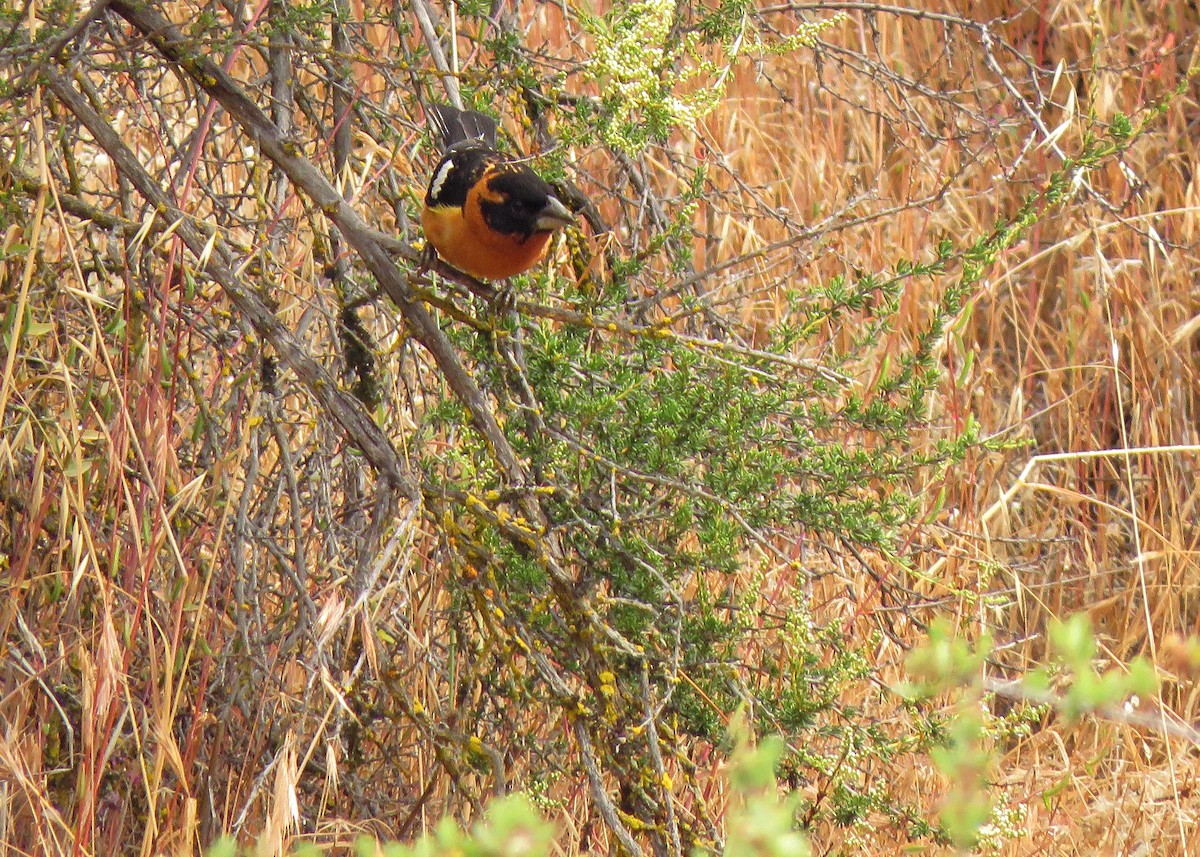 Black-headed Grosbeak - ML161046171