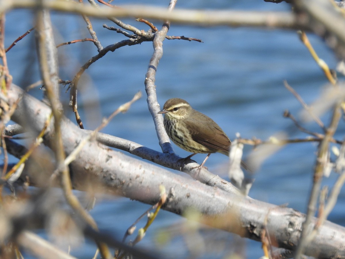 Northern Waterthrush - Brian McGurgan