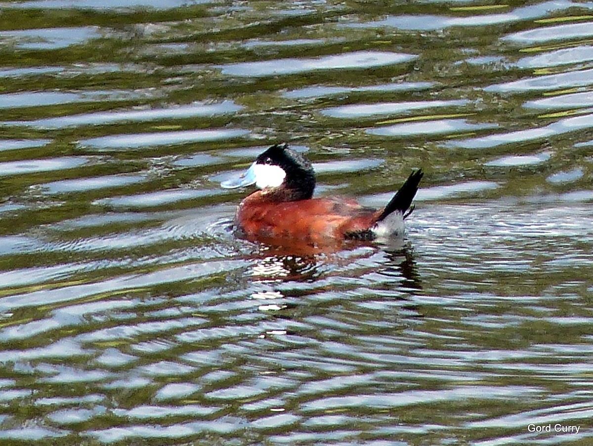 Ruddy Duck - ML161046361