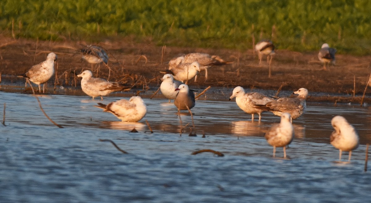 Heermann's Gull - ML161046411