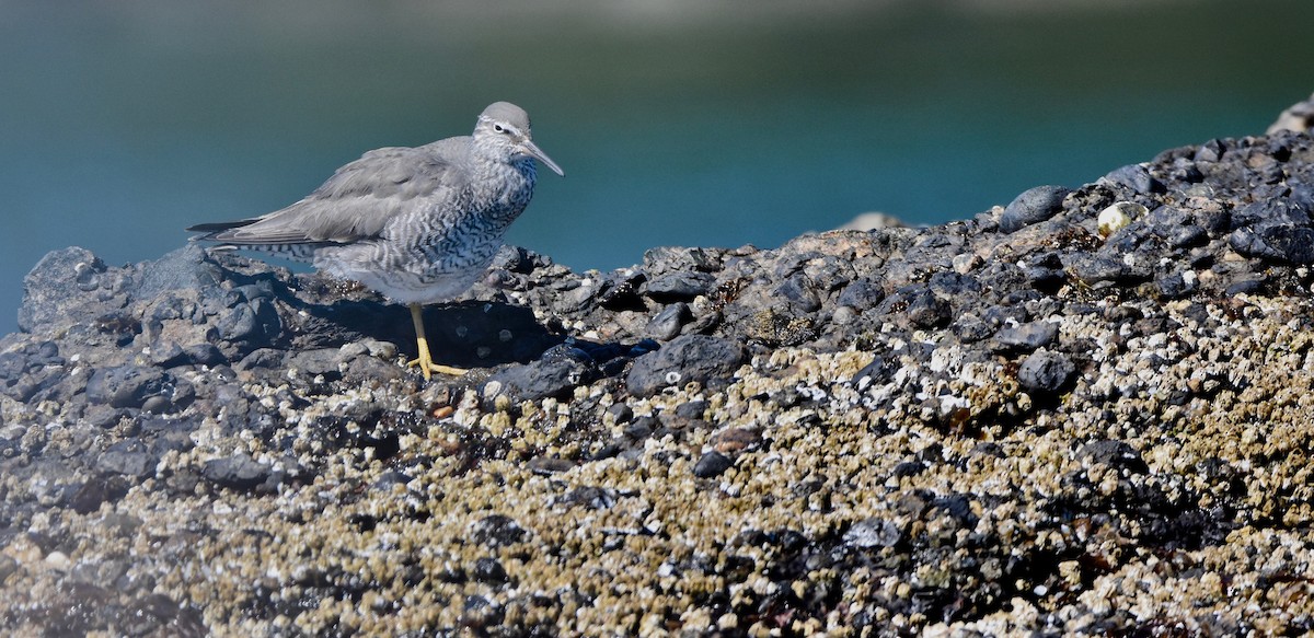 vodouš aljašský - ML161046541