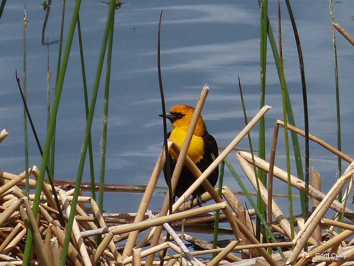 Yellow-headed Blackbird - ML161046721