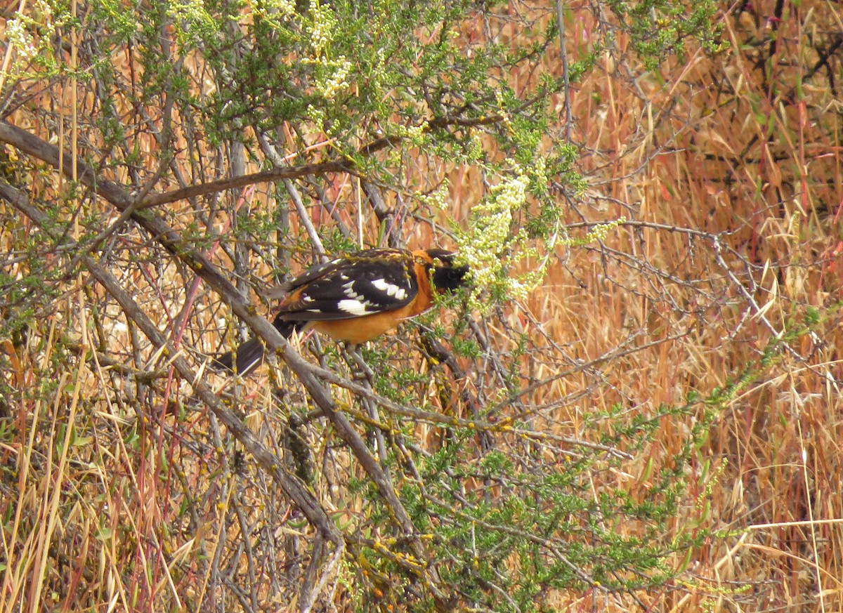 Black-headed Grosbeak - Lisa Larson