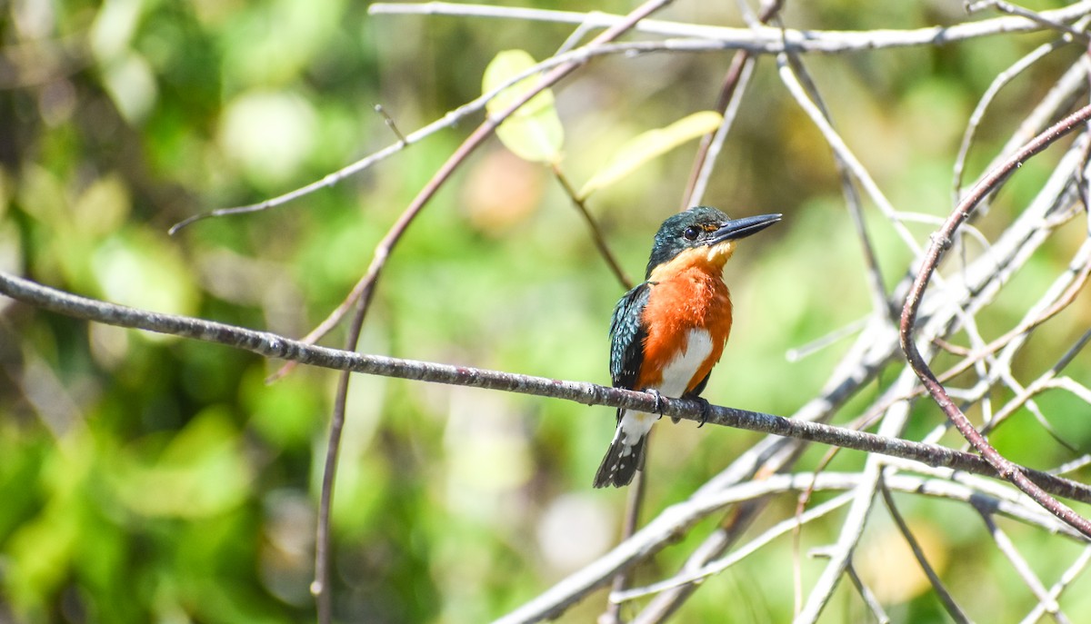 American Pygmy Kingfisher - ML161047411