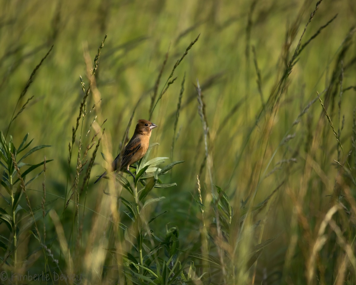 Blue Grosbeak - ML161051241