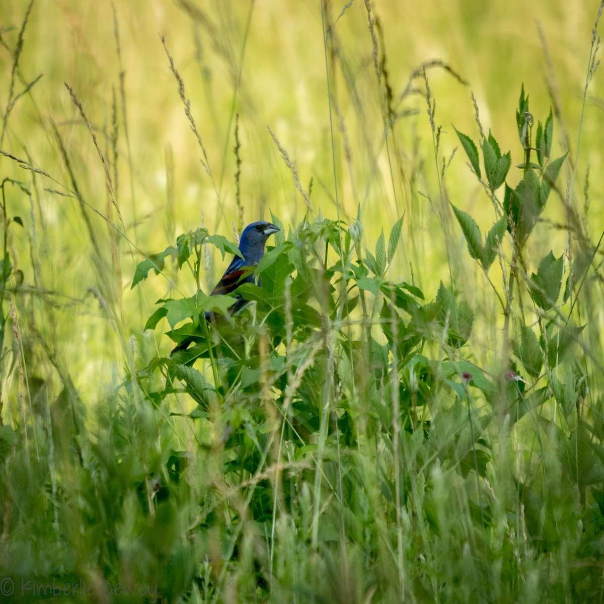 Blue Grosbeak - ML161051321