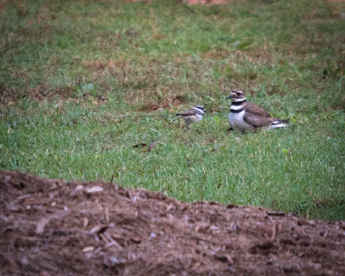 Killdeer - ML161051651