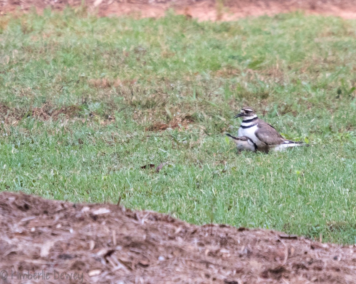 Killdeer - ML161051671