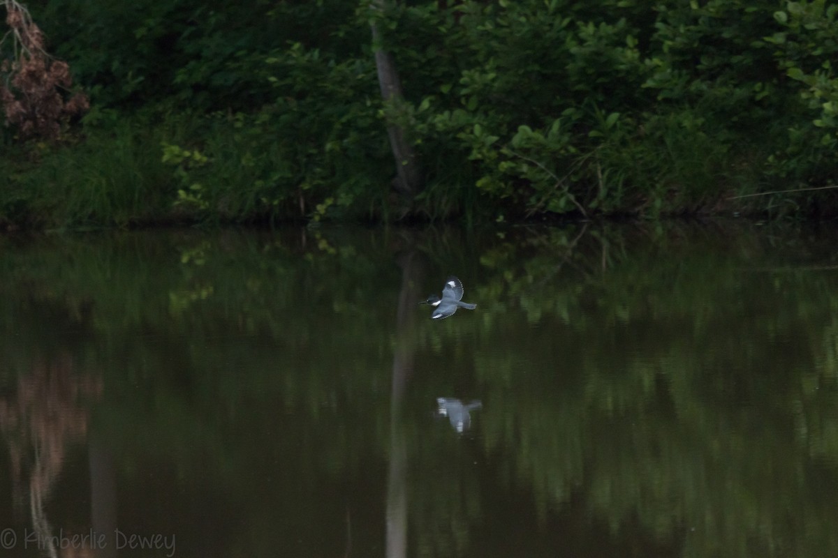 Belted Kingfisher - ML161051791