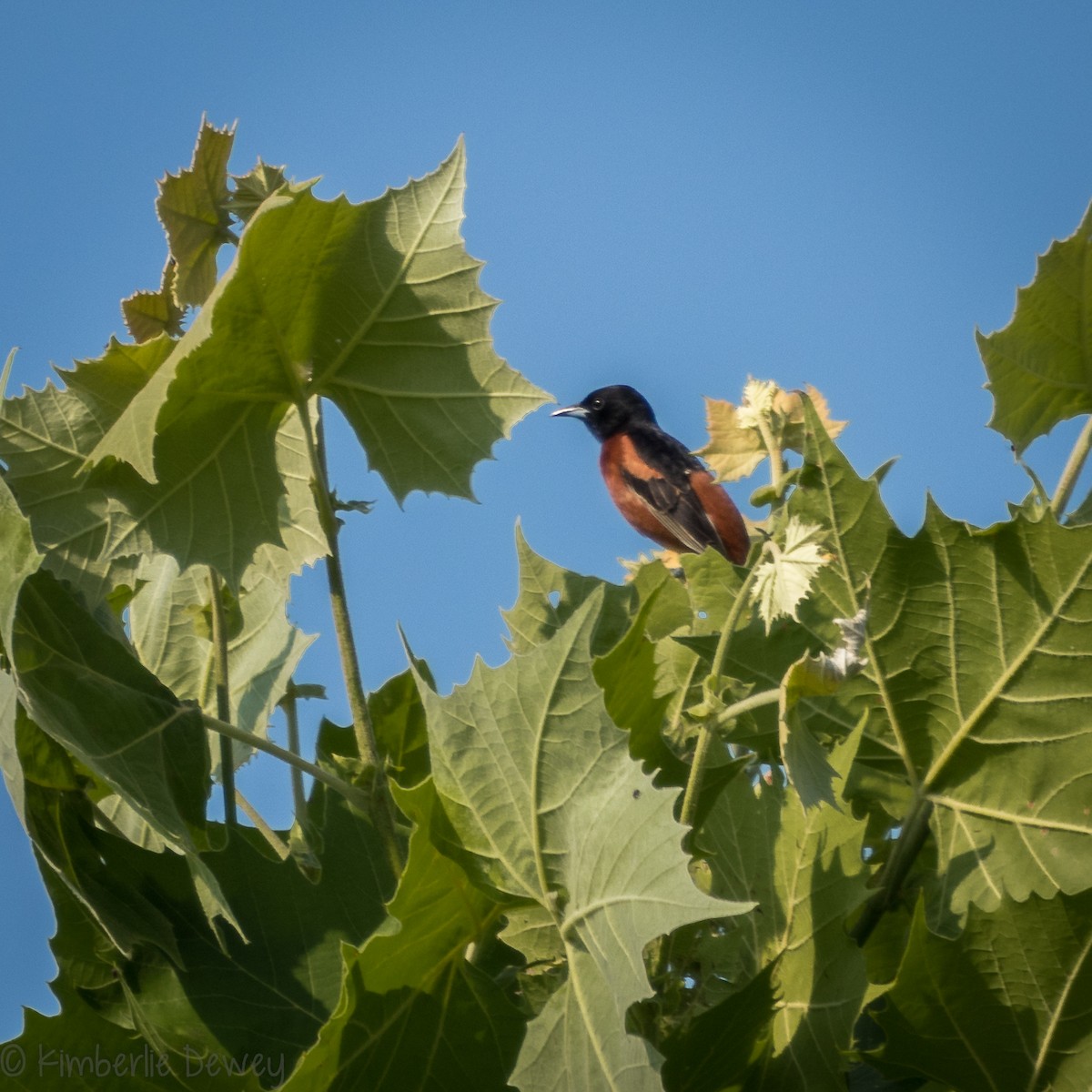 Orchard Oriole - ML161052061