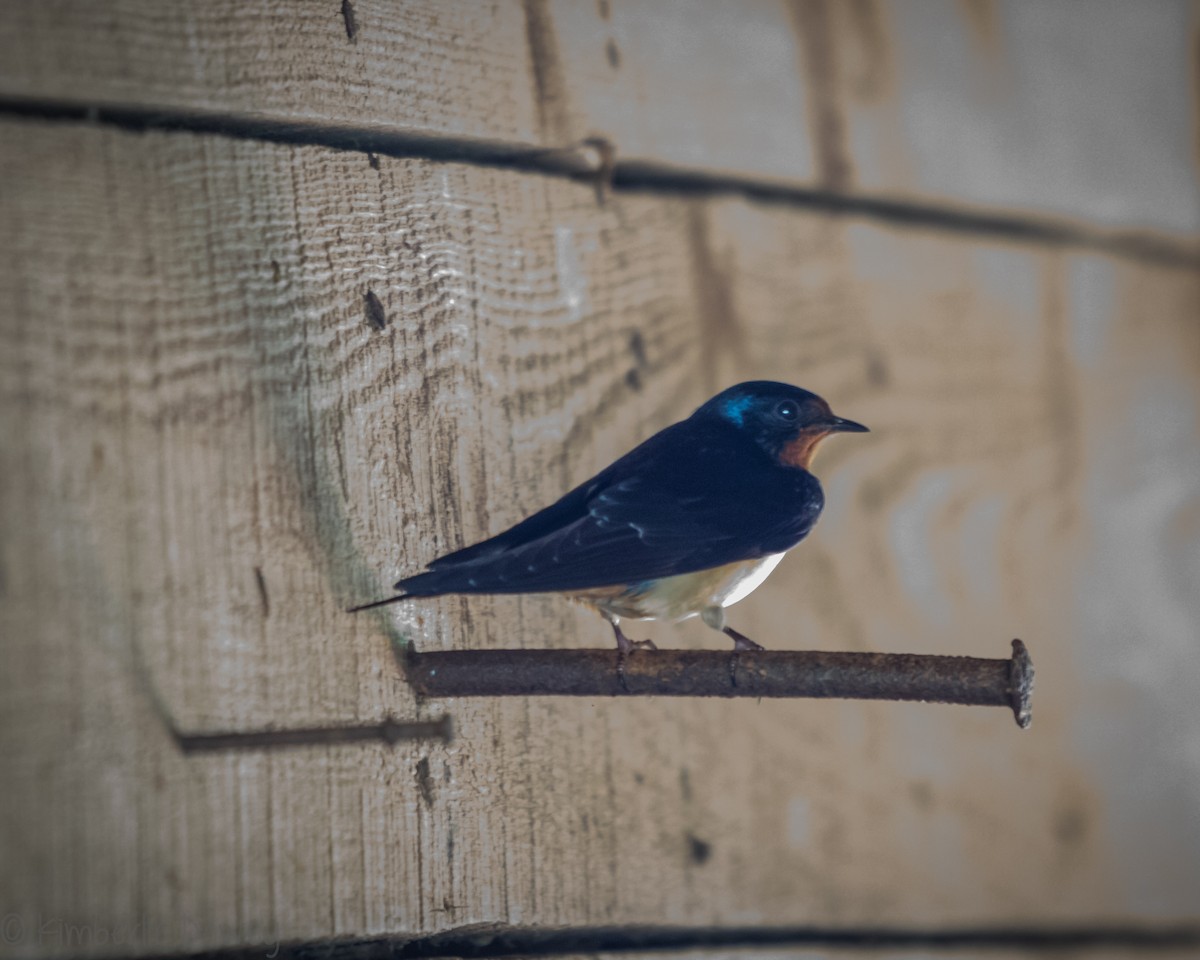 Barn Swallow - ML161052141