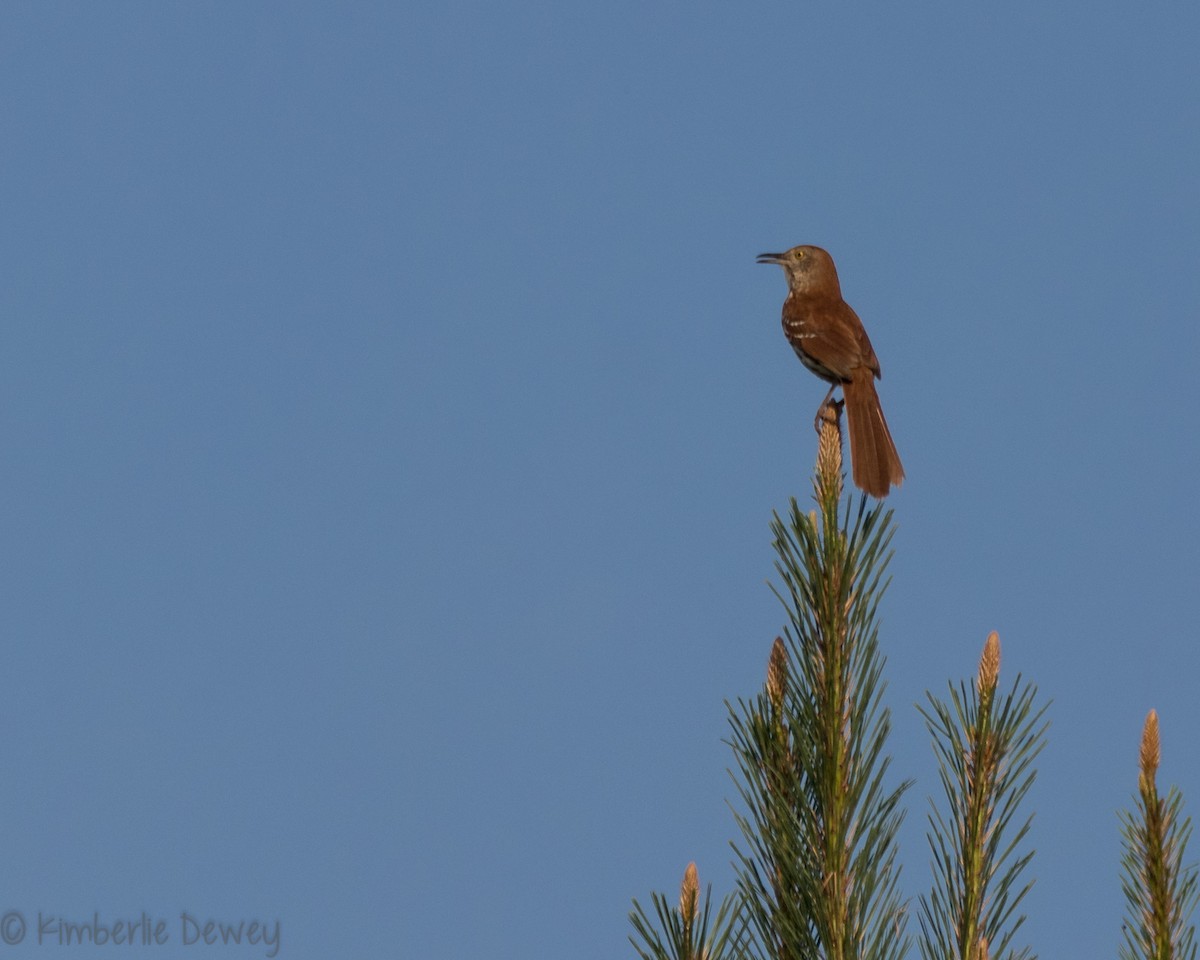 Brown Thrasher - ML161052271