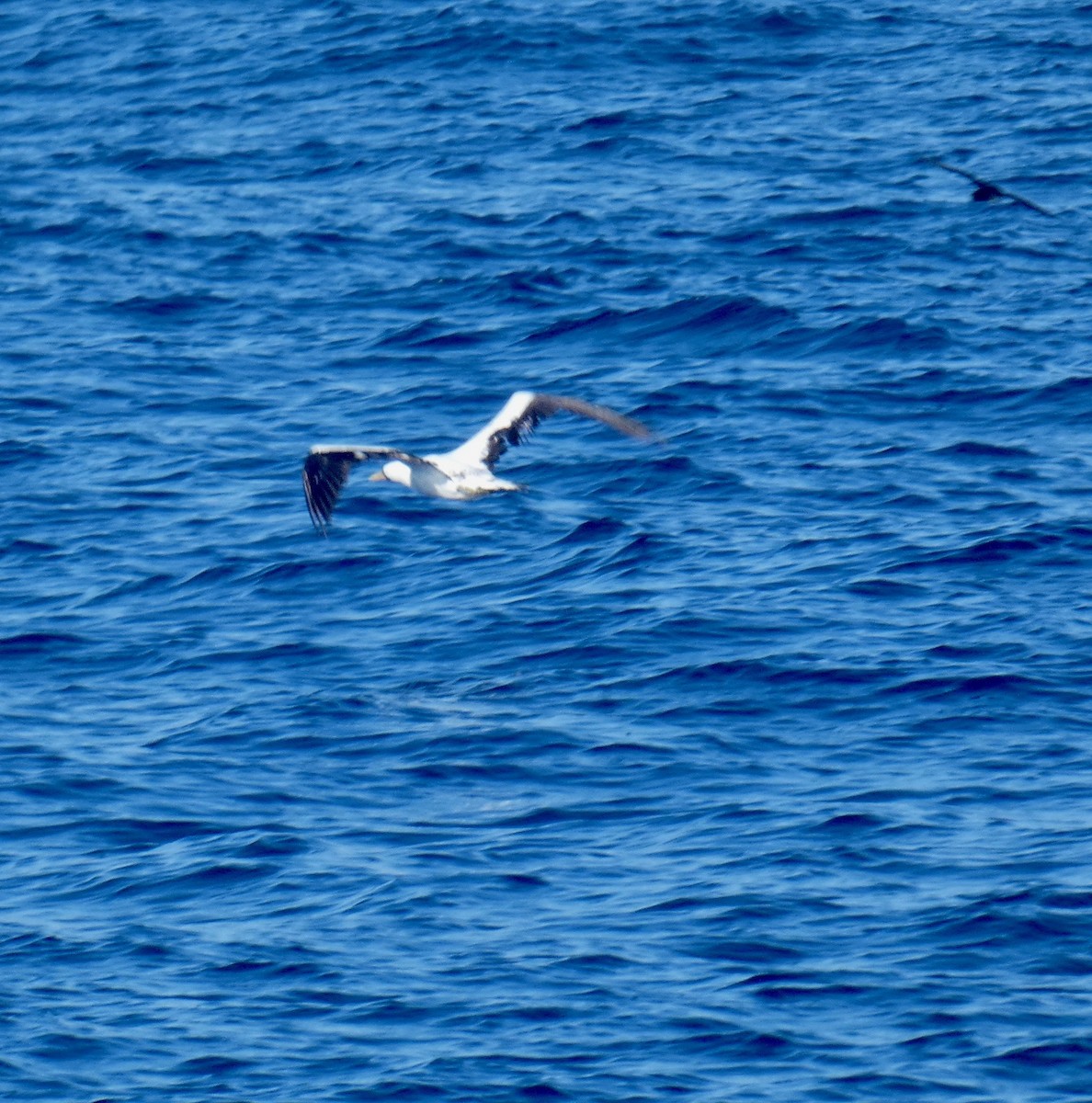 Nazca Booby - ML161052661