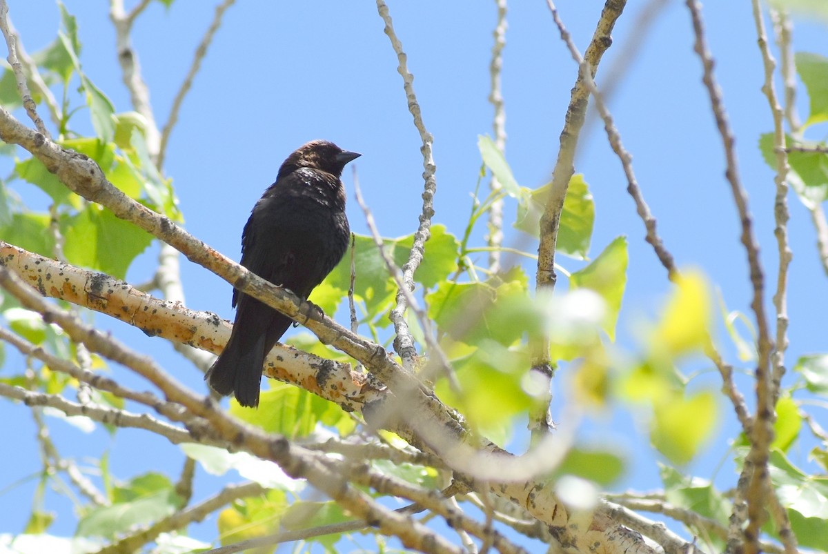Brown-headed Cowbird - ML161052781