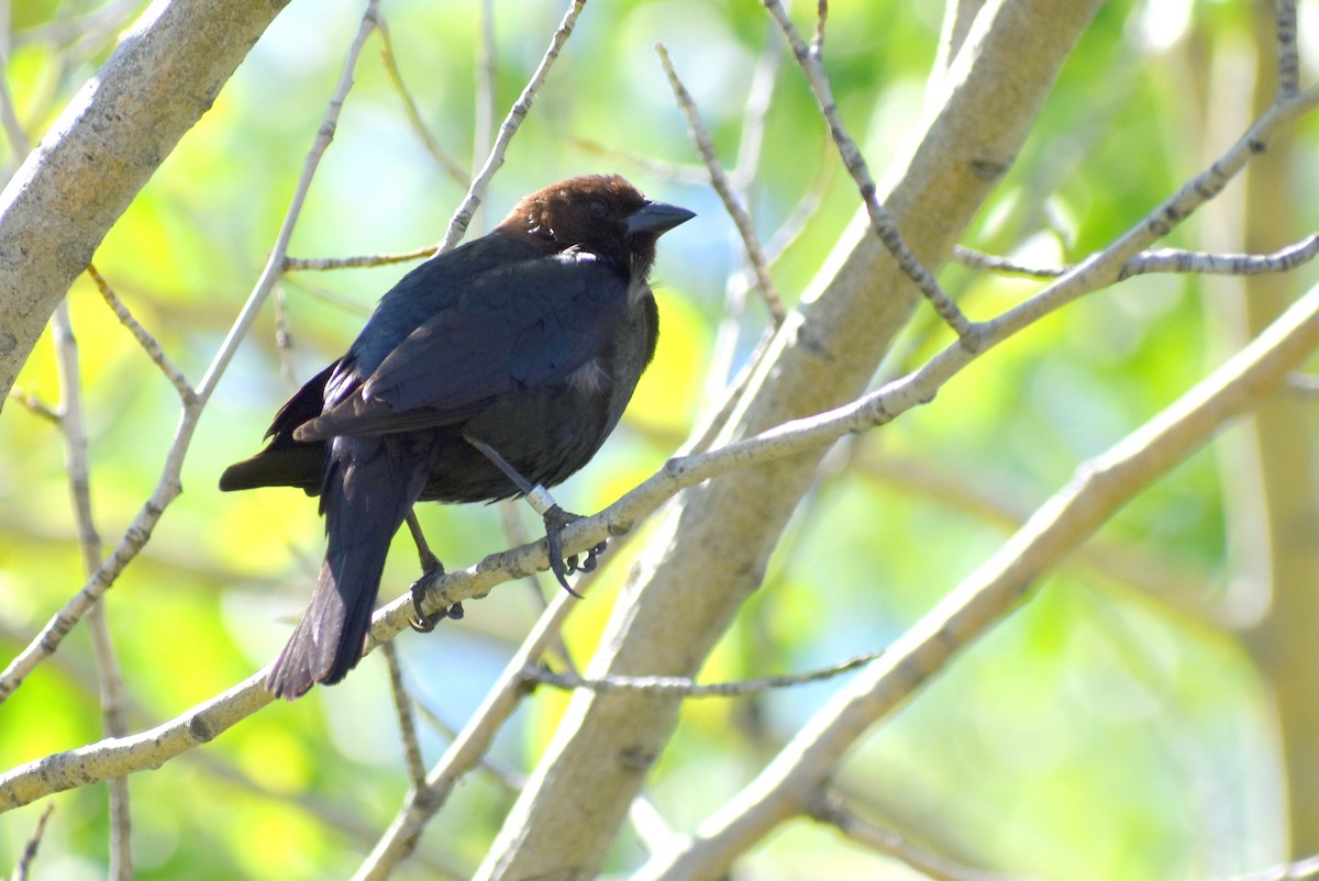 Brown-headed Cowbird - ML161052811