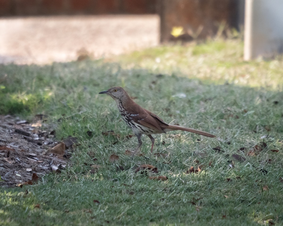 Brown Thrasher - ML161053661