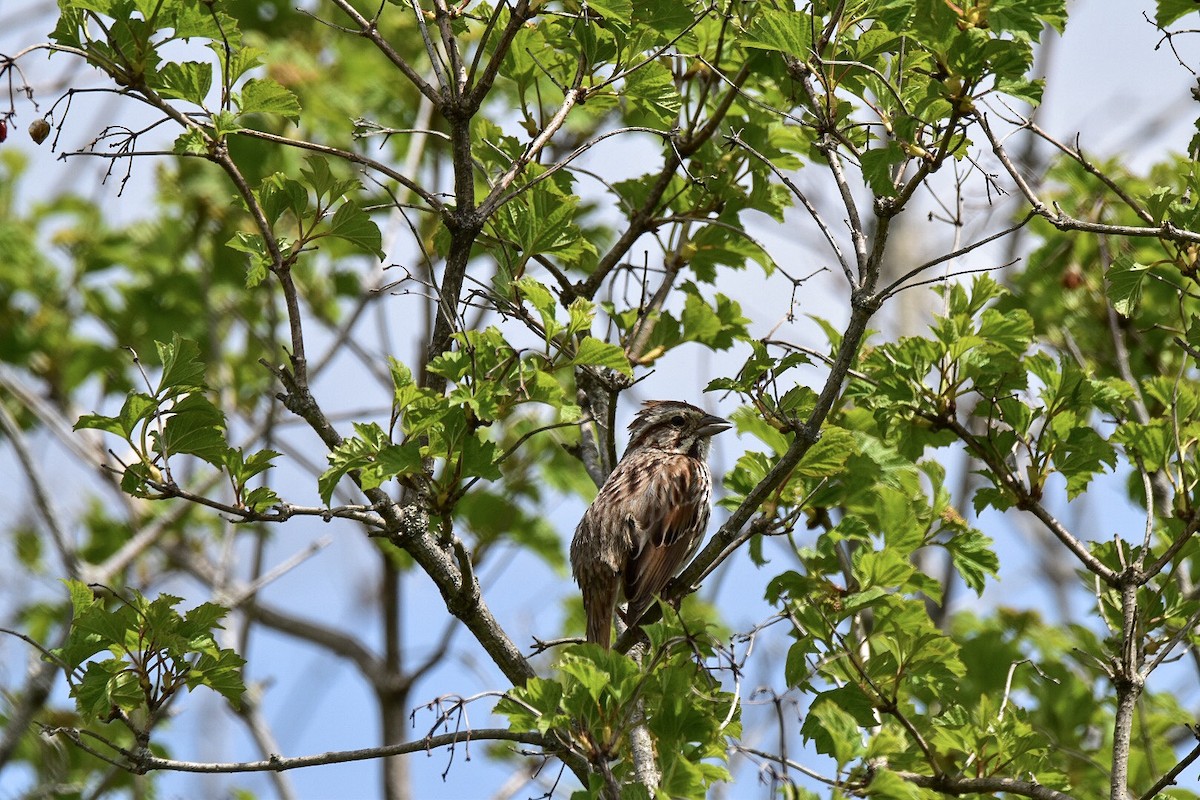 Song Sparrow - Carly Rodgers