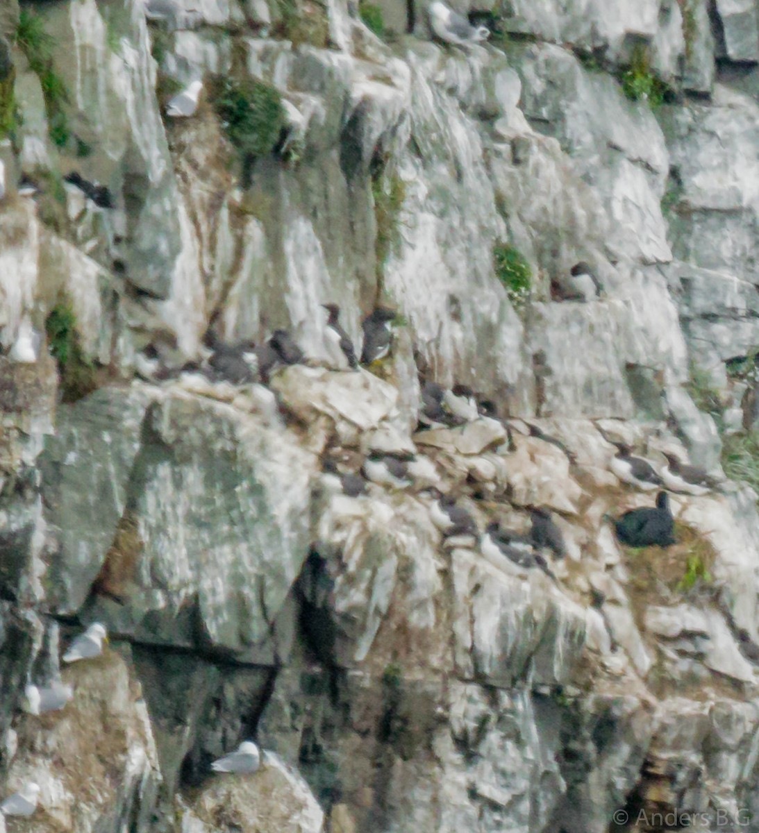 Common Murre - ML161057171