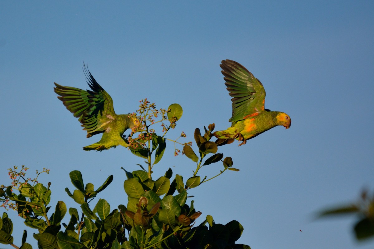 Yellow-faced Parrot - Rodrigo Ferronato