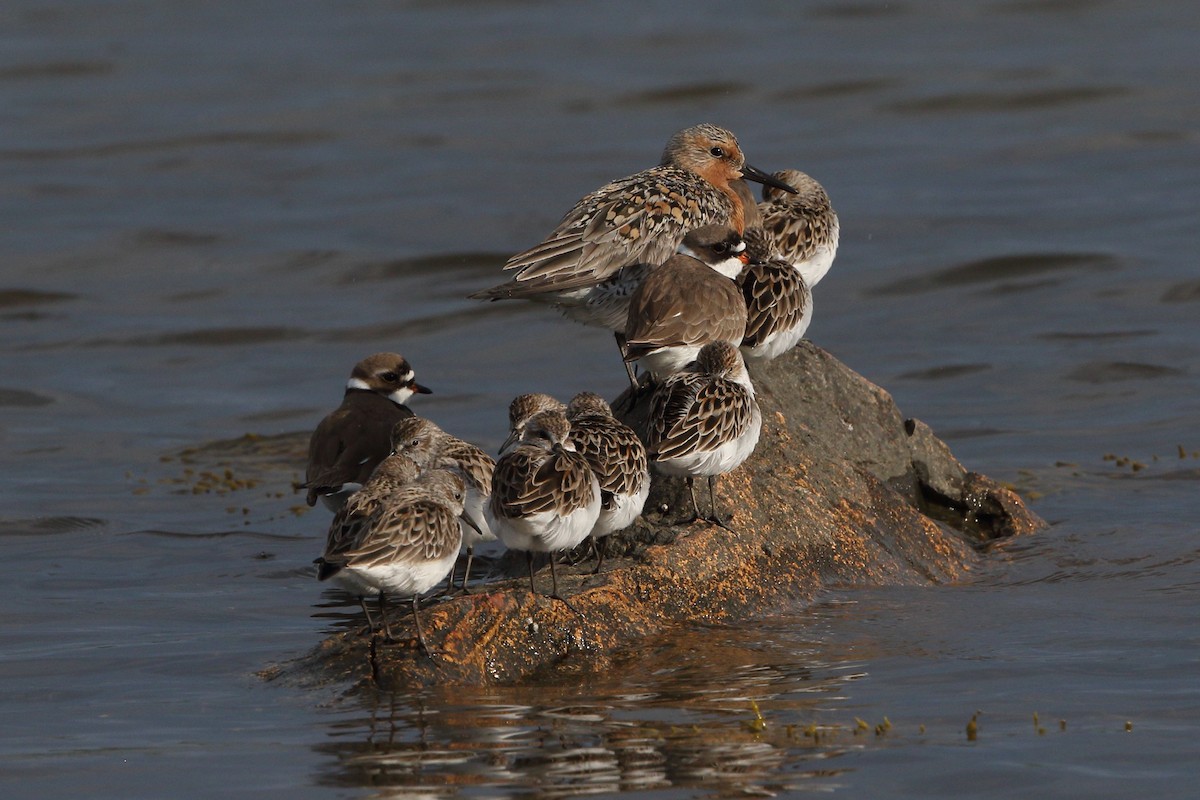 Red Knot - ML161058101