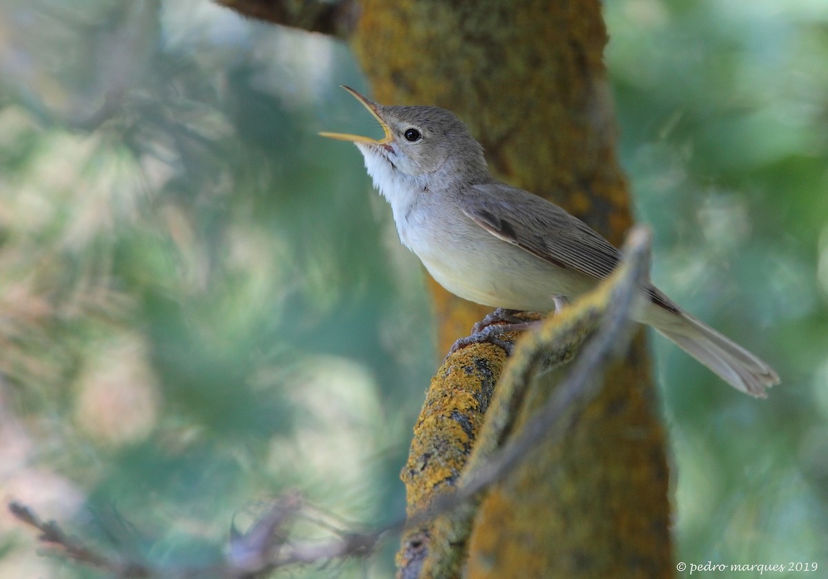 Western Olivaceous Warbler - ML161060831