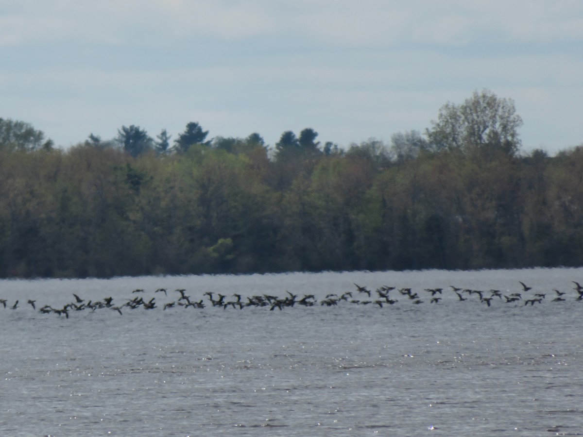 Branta musubeltza - ML161061971