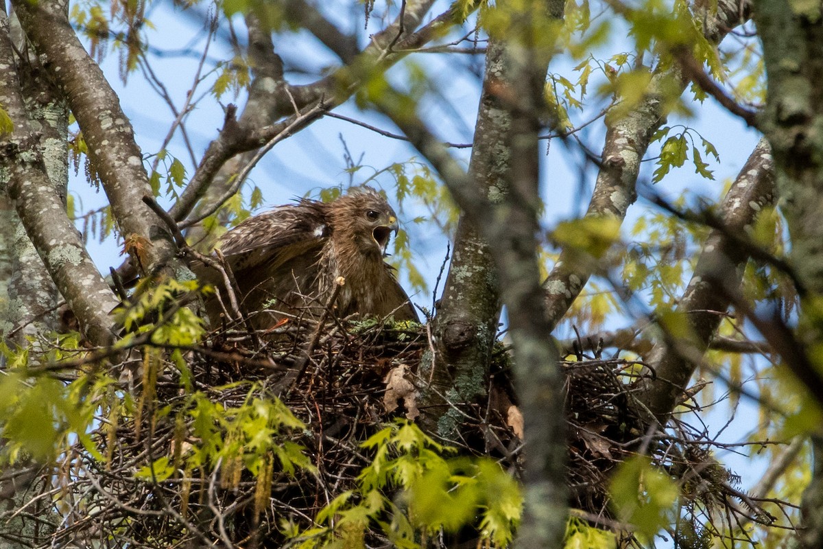 Red-shouldered x Red-tailed Hawk (hybrid) - ML161065051