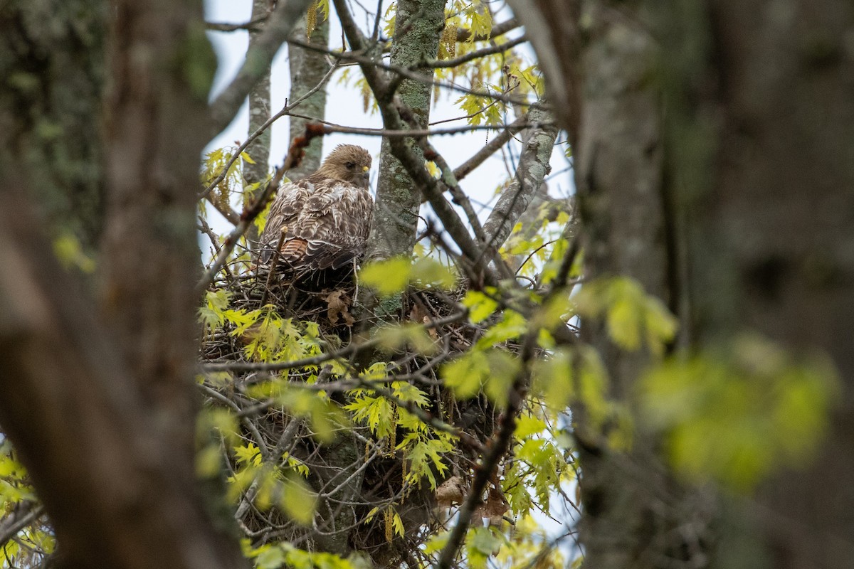 Red-shouldered x Red-tailed Hawk (hybrid) - ML161065061