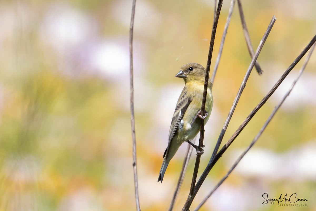 Lesser Goldfinch - Suzie McCann