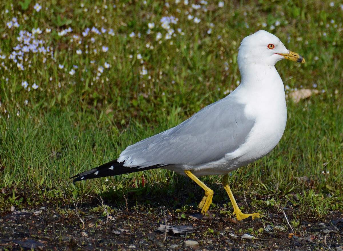 Ring-billed Gull - ML161065791