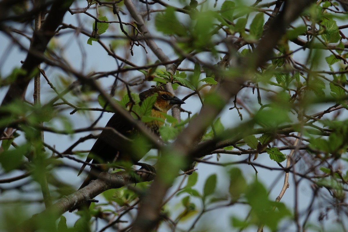 Yellow-headed Blackbird - ML161066731