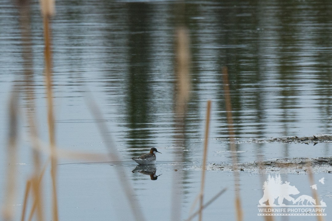 Red-necked Phalarope - ML161069061