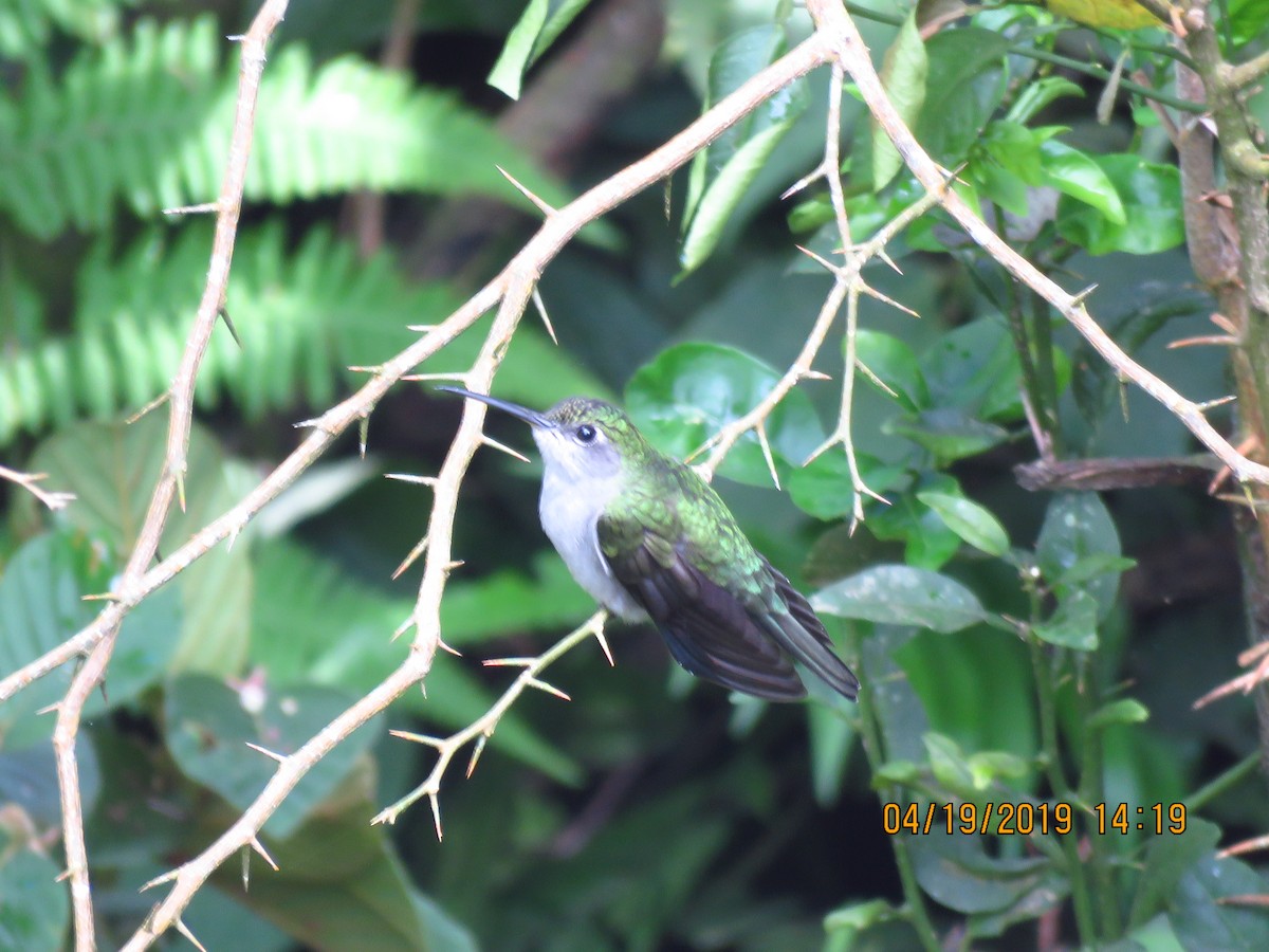 Colibri à tête violette - ML161069531