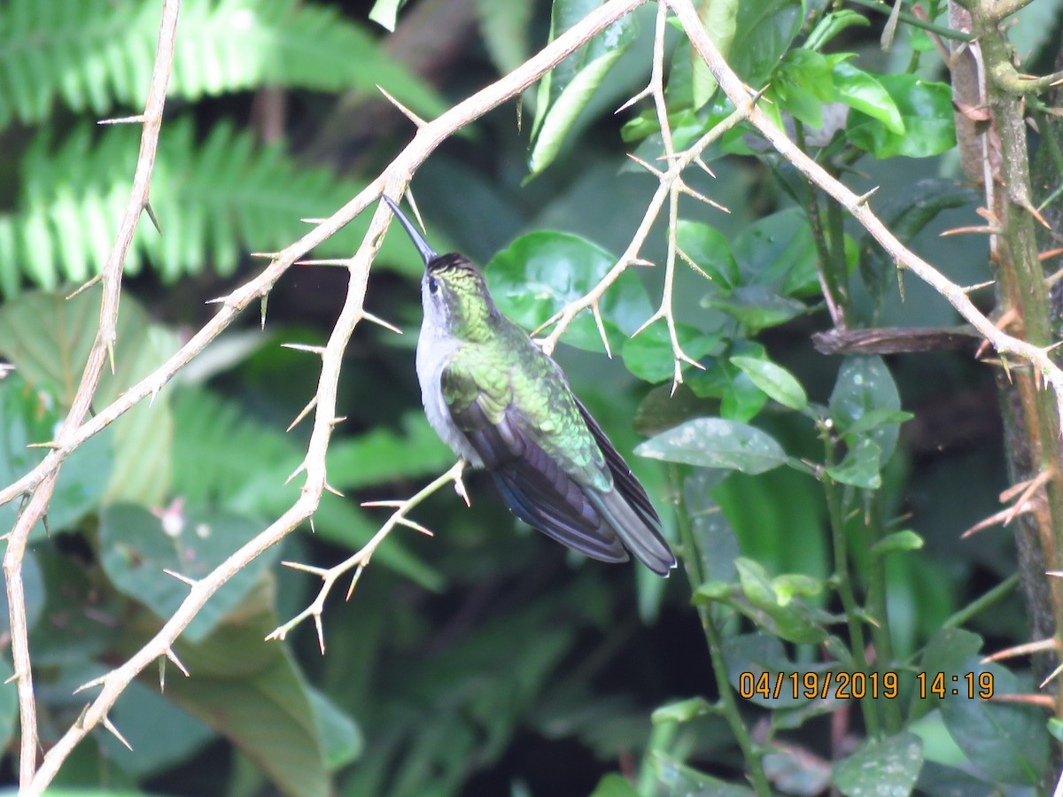 Colibri à tête violette - ML161069551