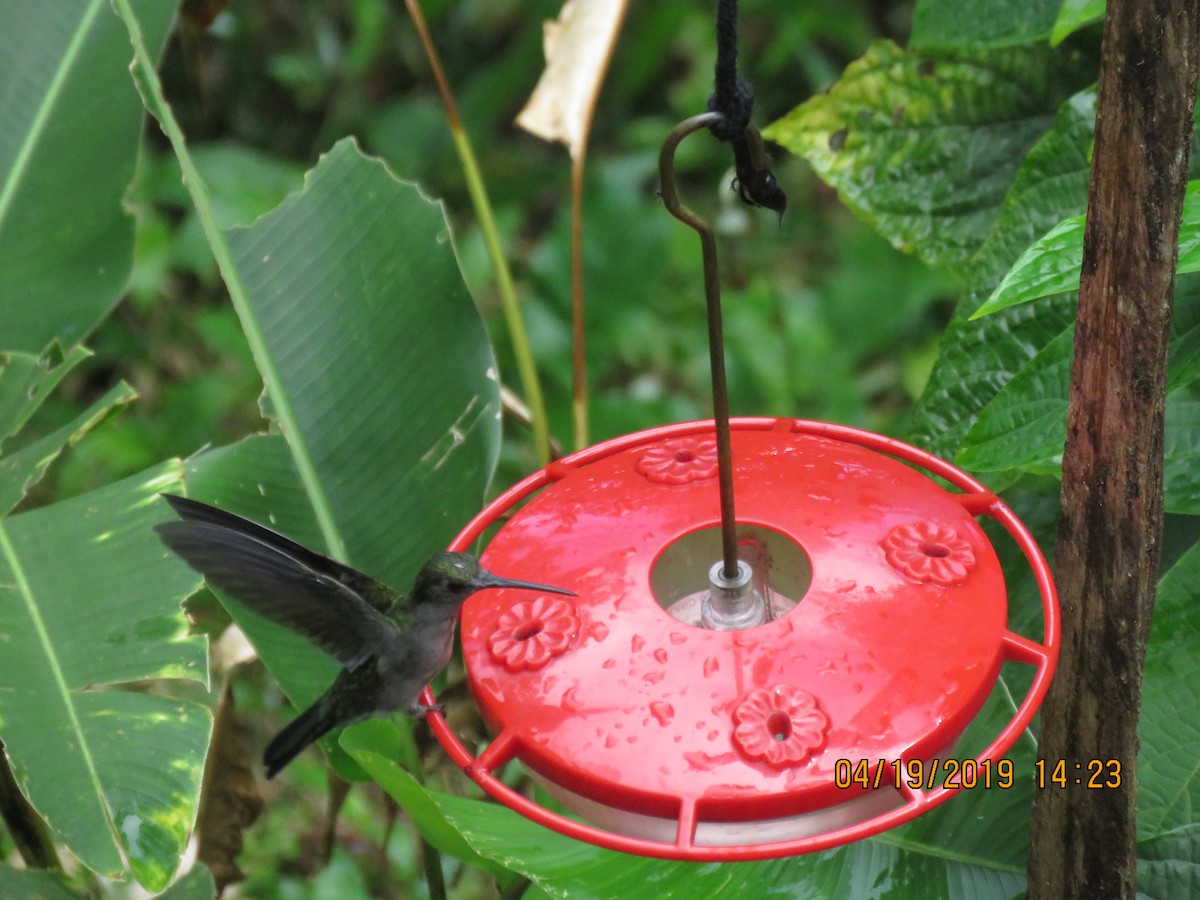 Violet-headed Hummingbird - ML161069621