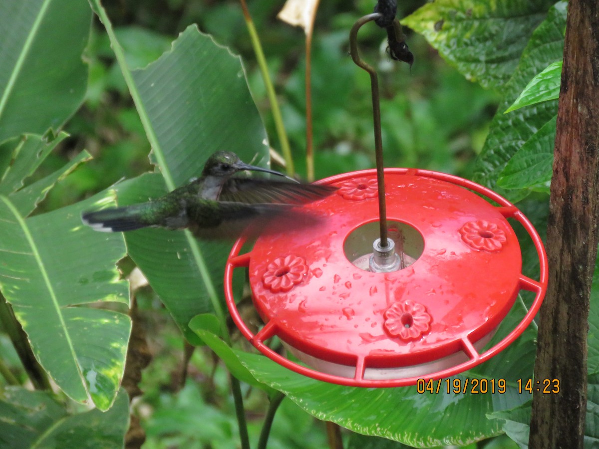 Colibri à tête violette - ML161069651