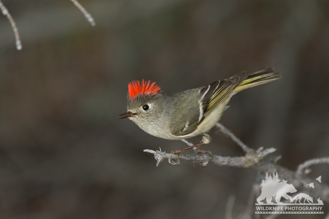 Ruby-crowned Kinglet - ML161070071