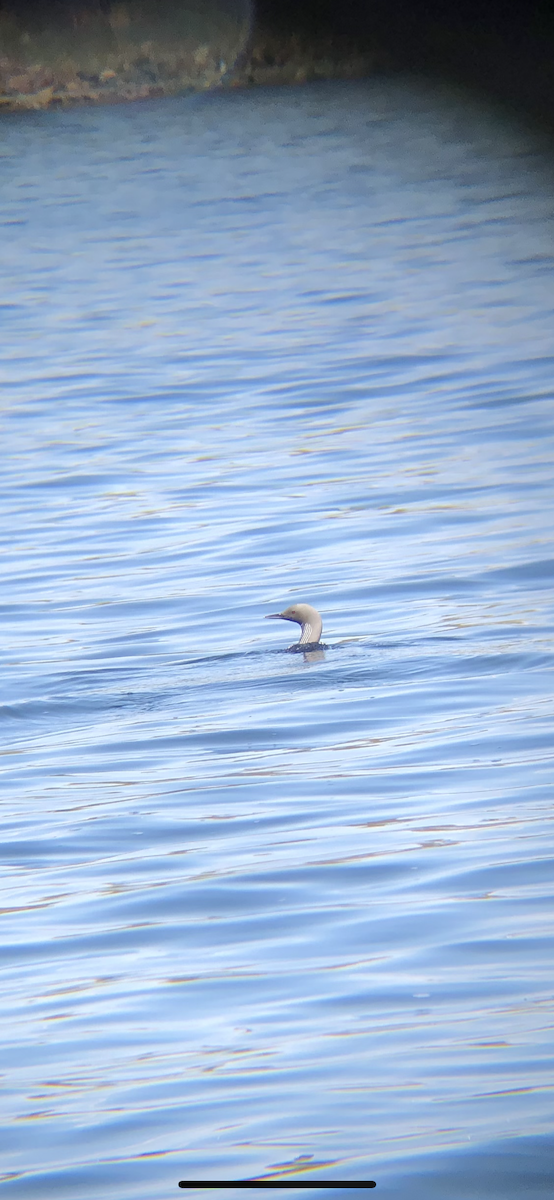 Pacific Loon - ML161070281