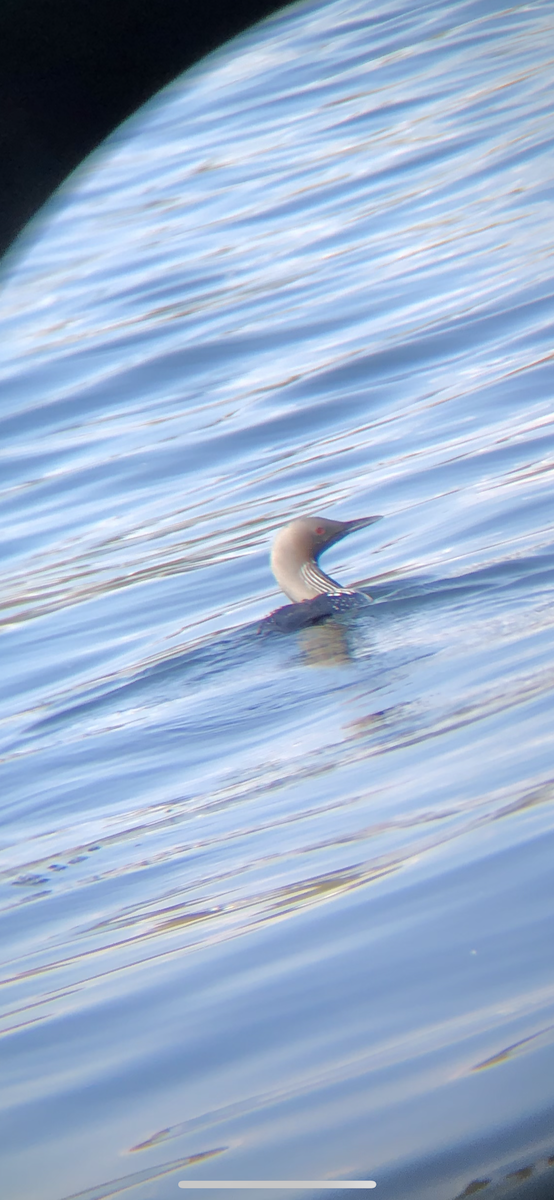 Pacific Loon - ML161070301