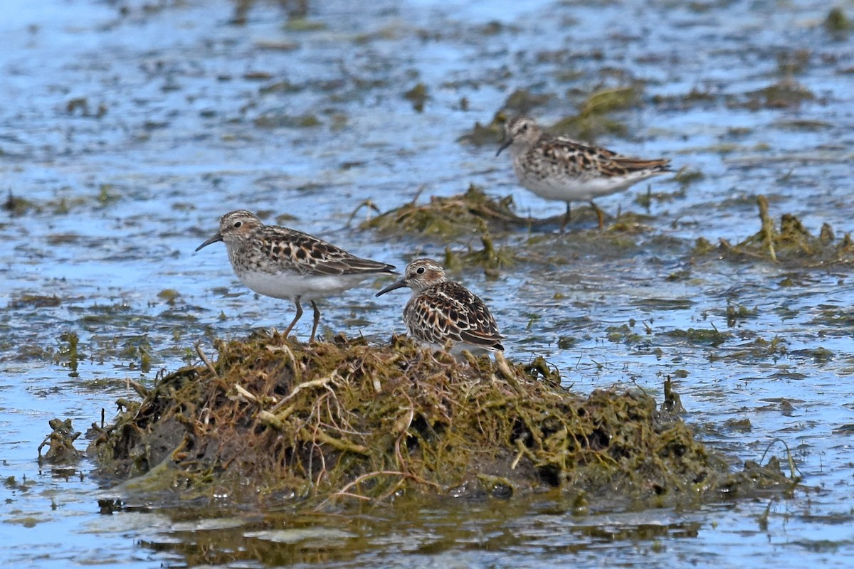 Least Sandpiper - ML161070861